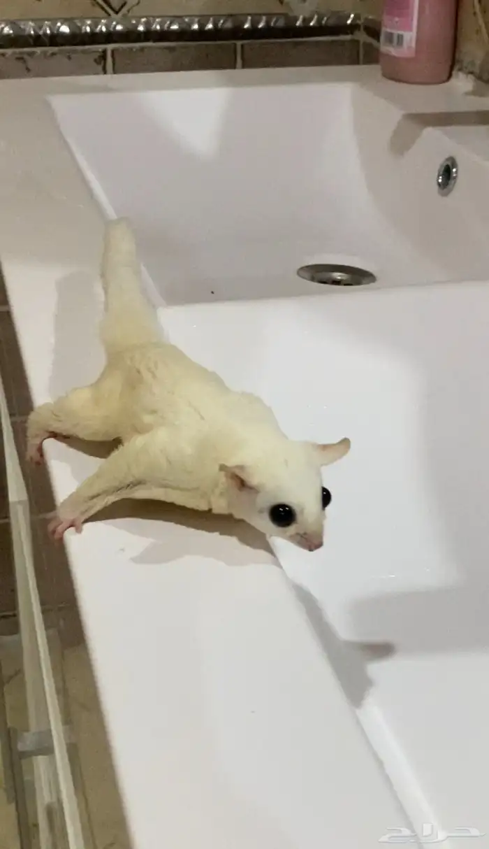 سنجاب شوقر قلايدر ابيض 2