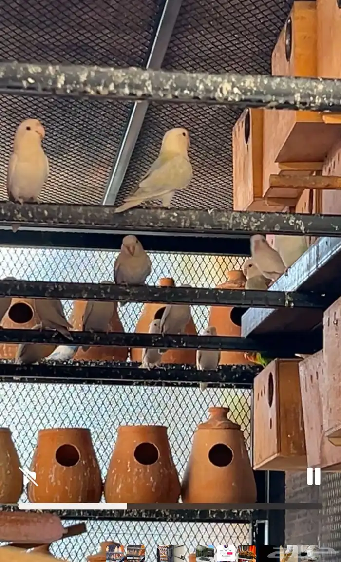 مطير كامل روز مع جوز كروان  البينو صافي 0