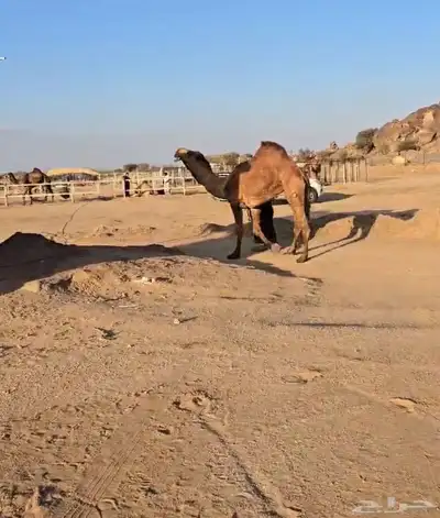 فحول نوادر من جميع الالوان وعلى ساس كلها 11