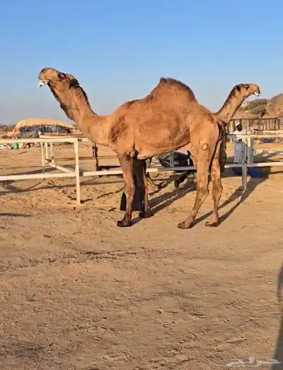 فحول نوادر من جميع الالوان وعلى ساس كلها 10