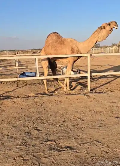 فحول نوادر من جميع الالوان وعلى ساس كلها 14