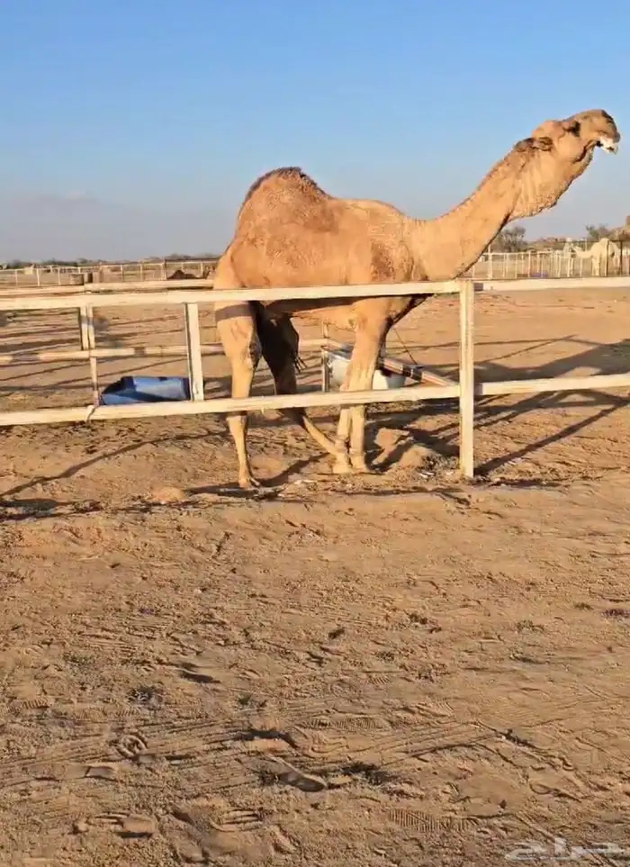 فحول نوادر من جميع الالوان وعلى ساس كلها 14