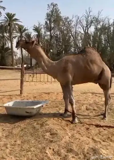 فحول نوادر من جميع الالوان وعلى ساس كلها 12