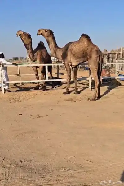 فحول نوادر من جميع الالوان وعلى ساس كلها 15