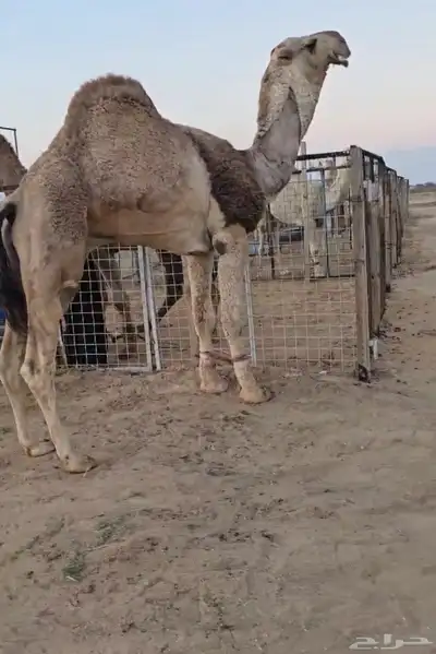 فحول نوادر من جميع الالوان وعلى ساس كلها 13