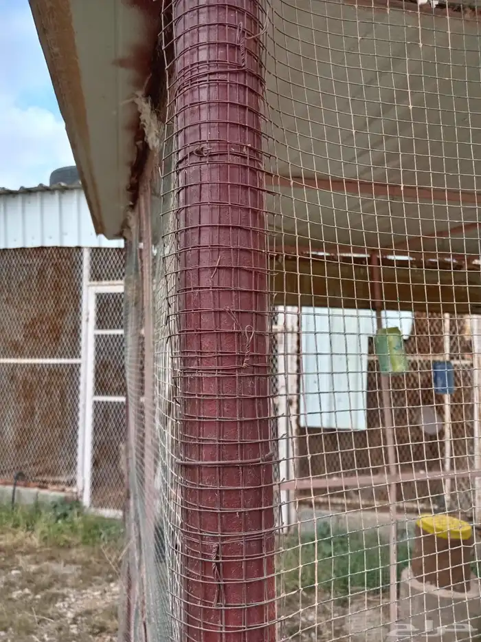 شبك لطيور الزينه 0