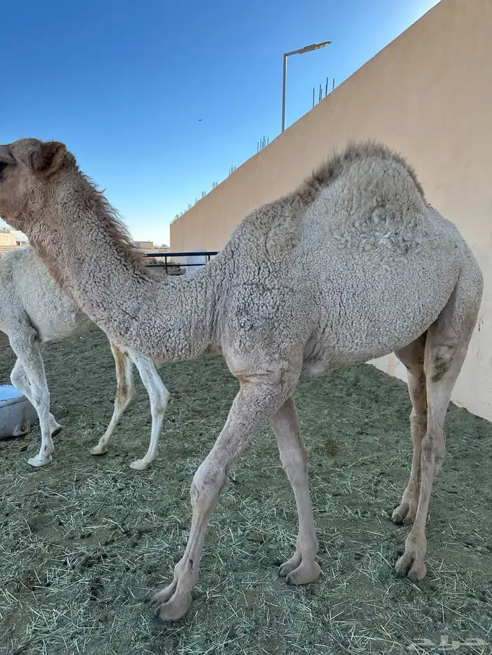 مفرود قعدان حشو 1