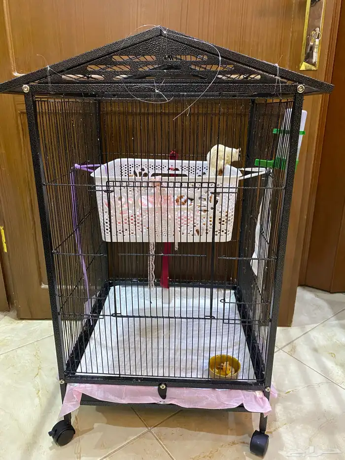 سنجاب شوقر قلايدر ابيض 9