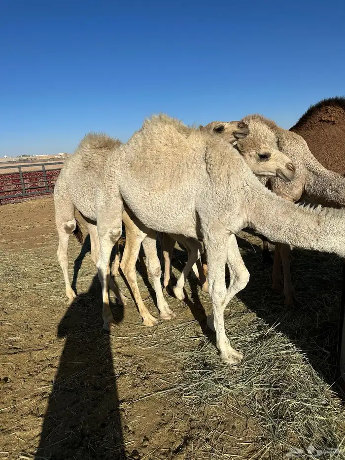 مفرود قعدان حشو 0