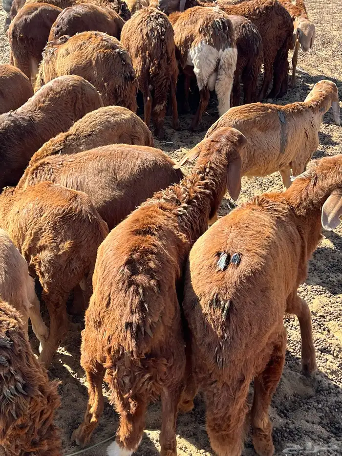 سواكني تربيه وحري 2