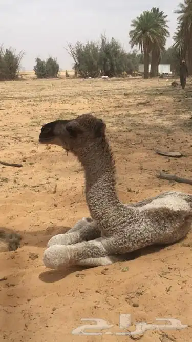 فحول نوادر من جميع الالوان وعلى ساس كلها 0
