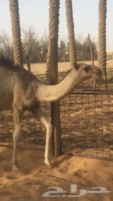 فحول نوادر من جميع الالوان وعلى ساس كلها 7