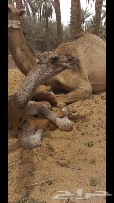 فحول نوادر من جميع الالوان وعلى ساس كلها 1
