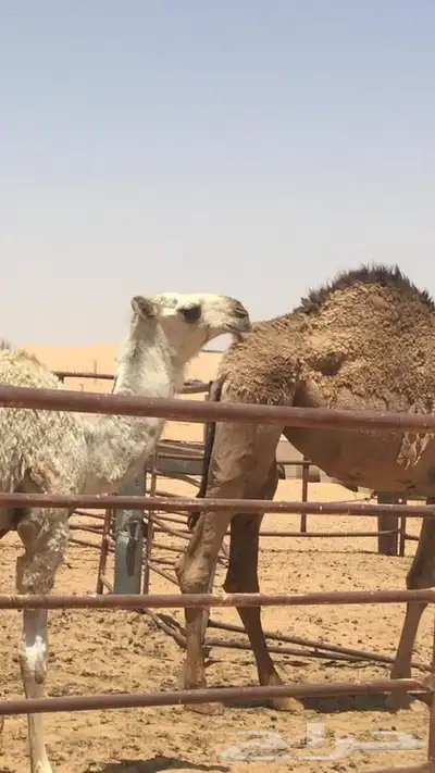 فحول نوادر من جميع الالوان وعلى ساس كلها 5