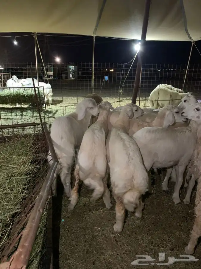 ذبايح حري طليان رخال حرية جدة طريق بريمان 2