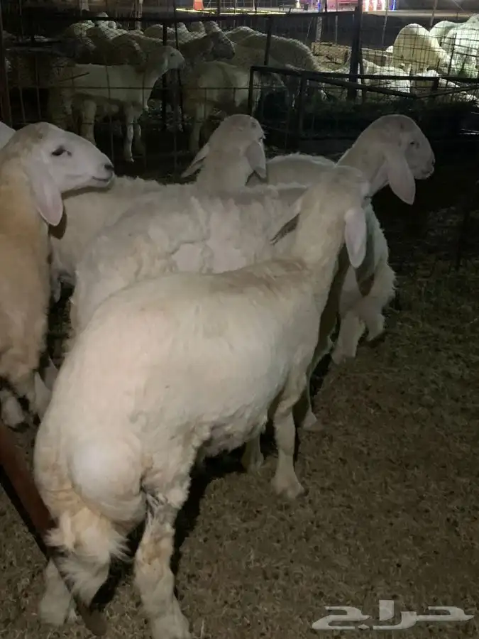ذبايح حري طليان رخال حرية جدة طريق بريمان 1