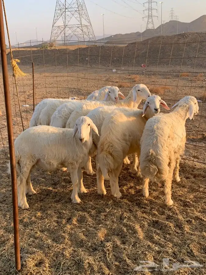 ذبايح حري طليان رخال حرية جدة طريق بريمان 4