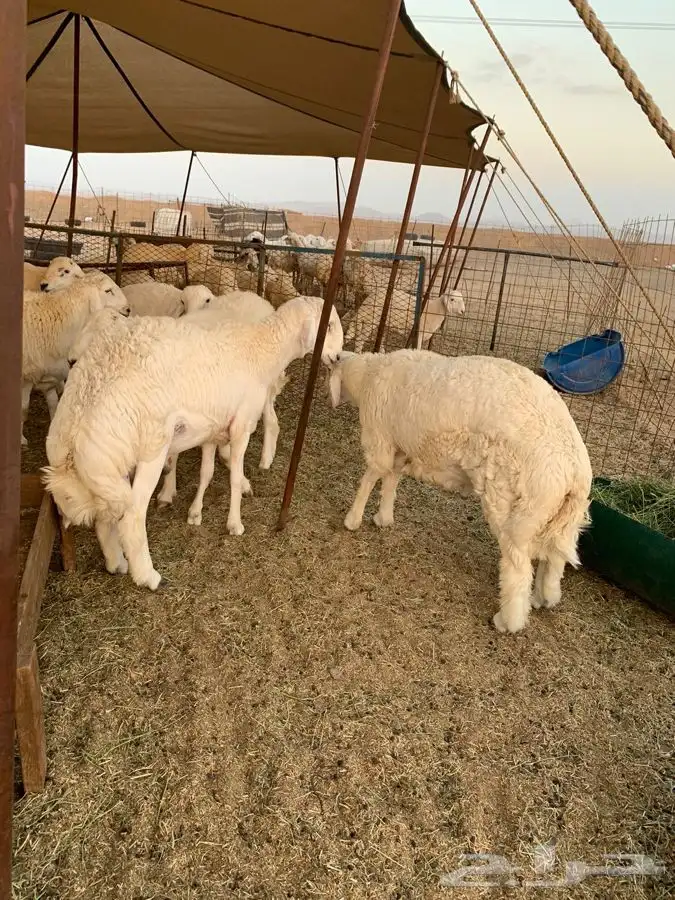 ذبايح حري طليان رخال حرية جدة طريق بريمان 3