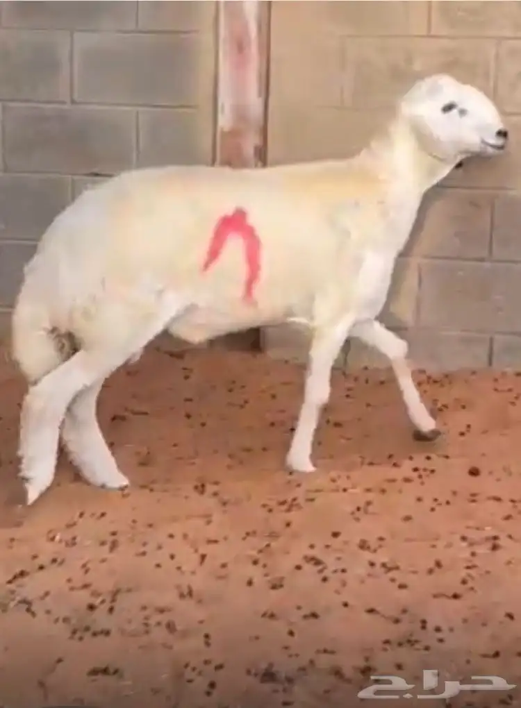 مشروع فحل حر ي صنف 10