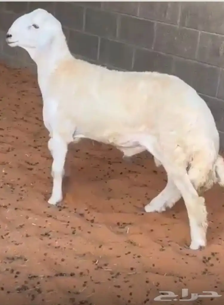 مشروع فحل حر ي صنف 7