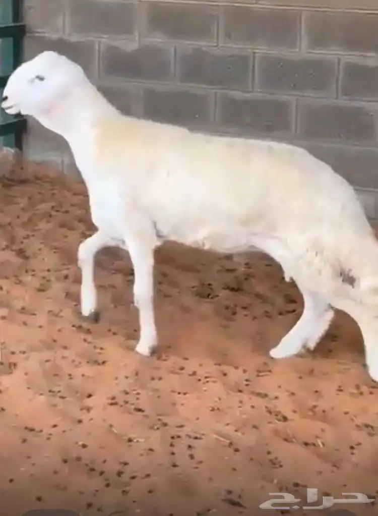 مشروع فحل حر ي صنف 4