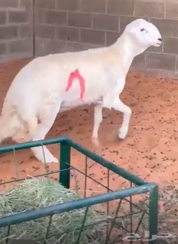 مشروع فحل حر ي صنف 8