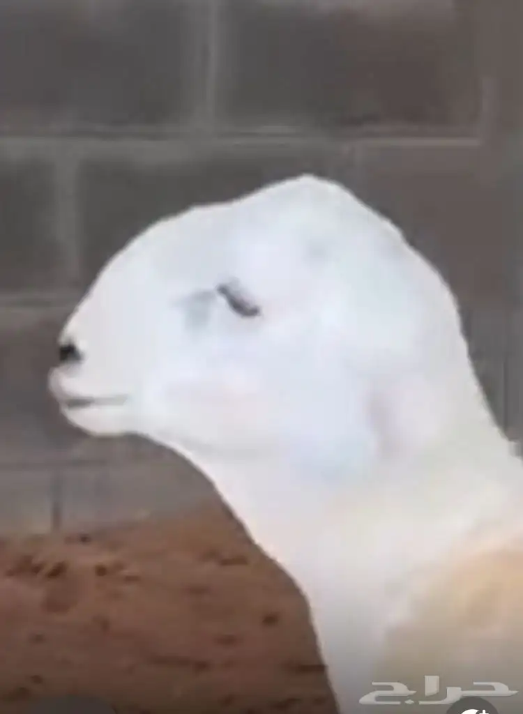 مشروع فحل حر ي صنف 6