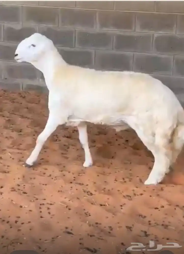 مشروع فحل حر ي صنف 1