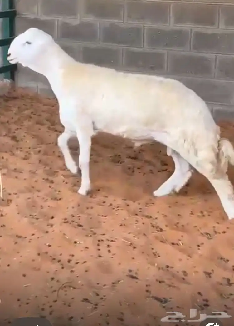 مشروع فحل حر ي صنف 9