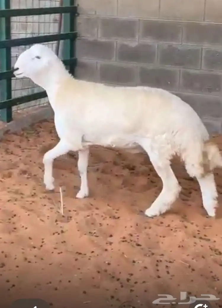 مشروع فحل حر ي صنف 0