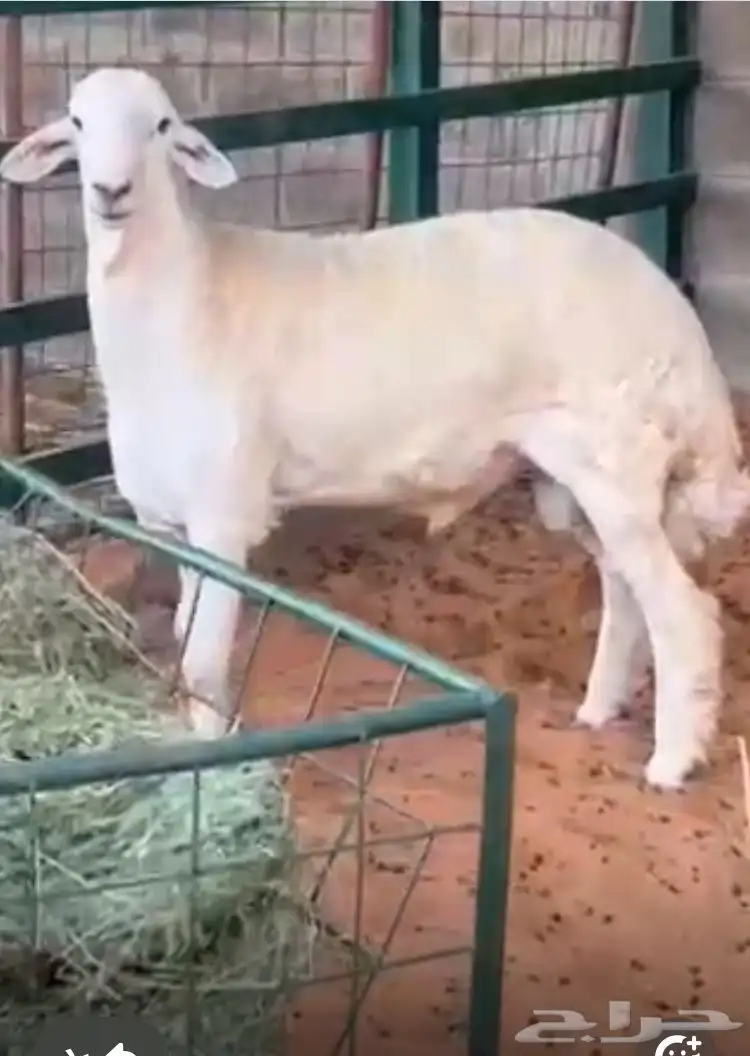 مشروع فحل حر ي صنف 2