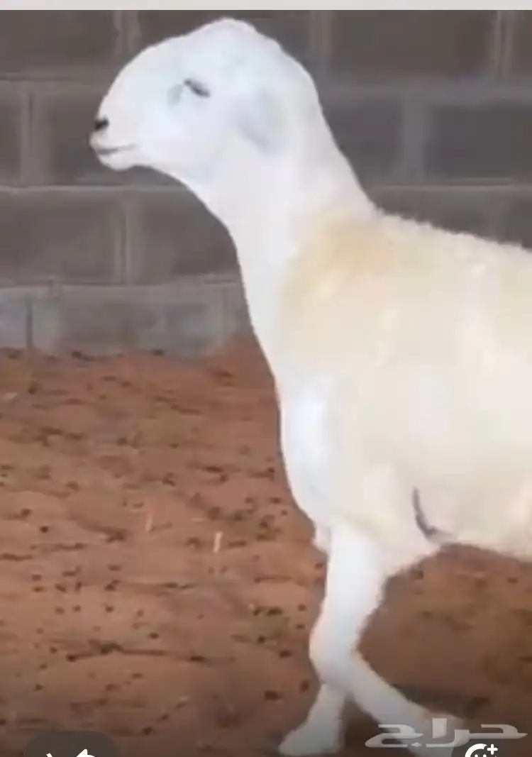 مشروع فحل حر ي صنف 3