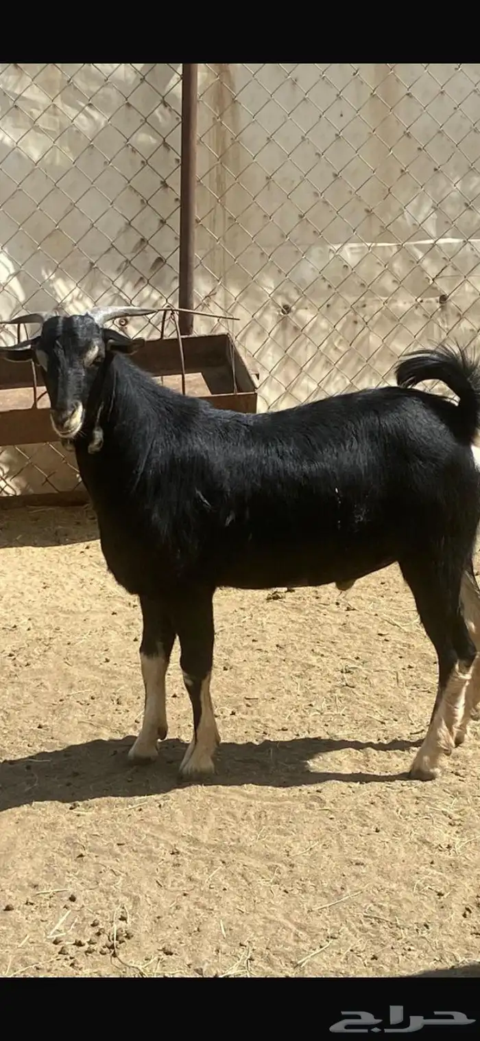 تيس فحل احو 0