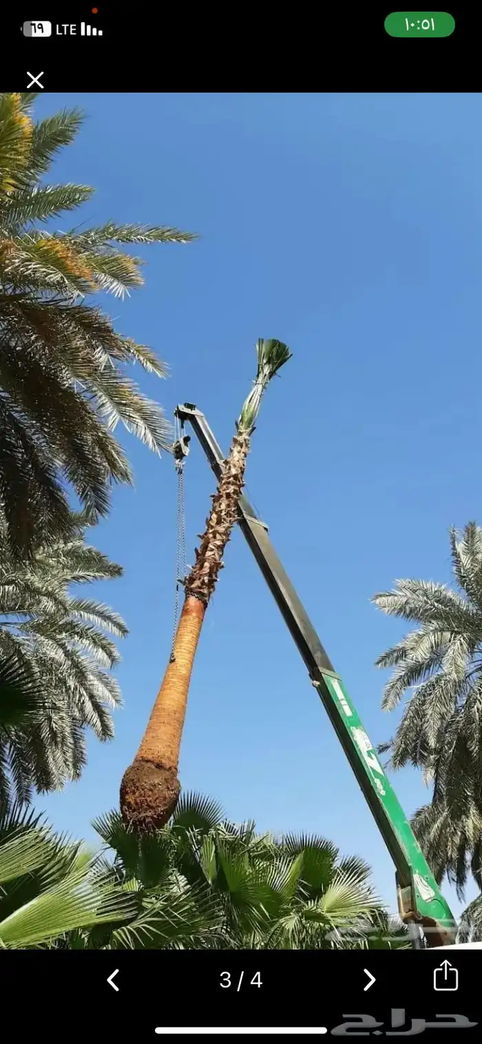 نخل واشنطن ملكي 1