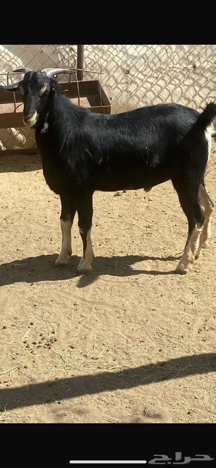 تيس فحل احو 1