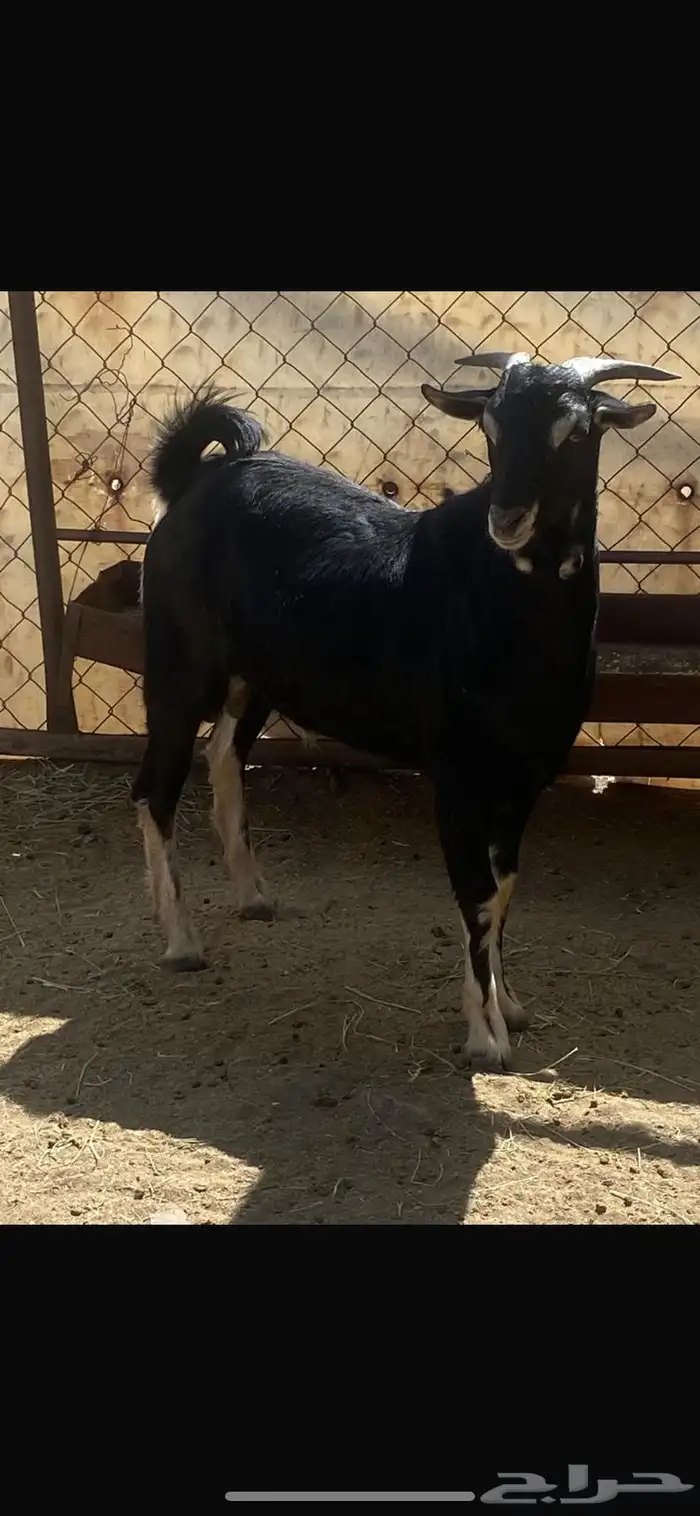 تيس فحل احو 3