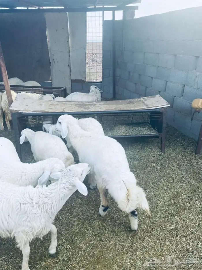 ذبايح بريه وكذاك يوجد بالنص 5