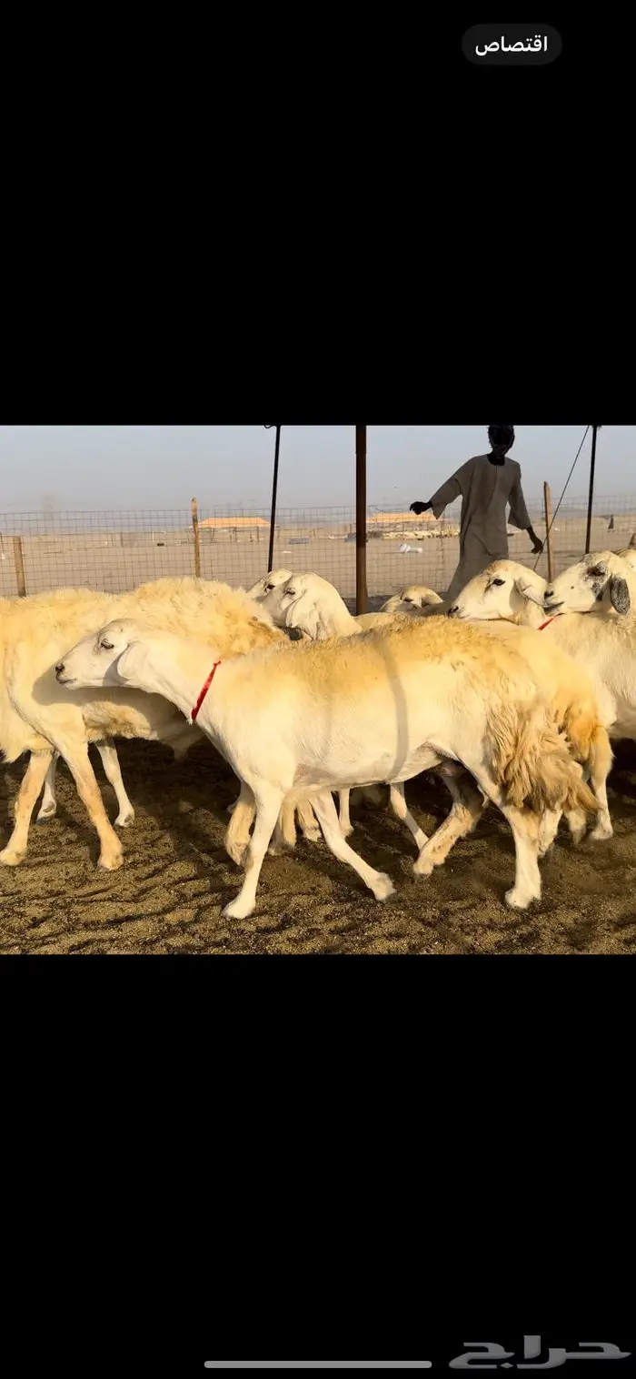 غنم حريات حرش عددها 59 بفحلها 1