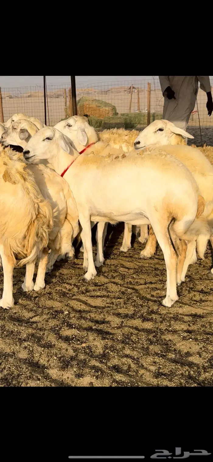 غنم حريات حرش عددها 59 بفحلها 2