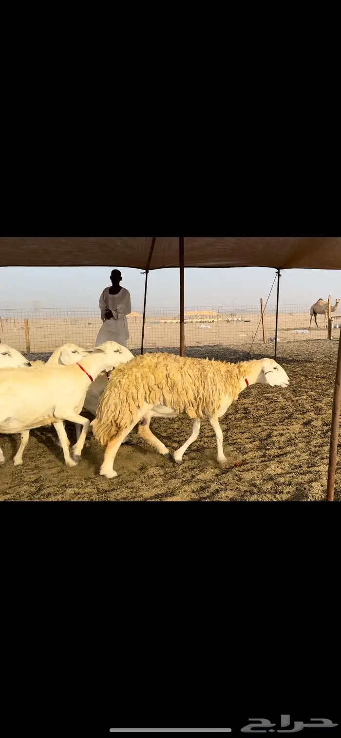 غنم حريات حرش عددها 59 بفحلها 3