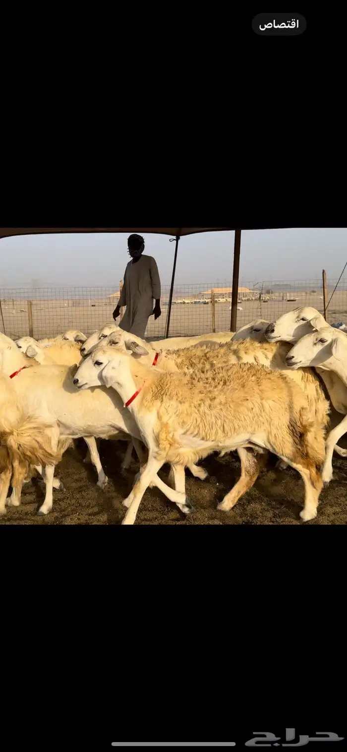 غنم حريات حرش عددها 59 بفحلها 4