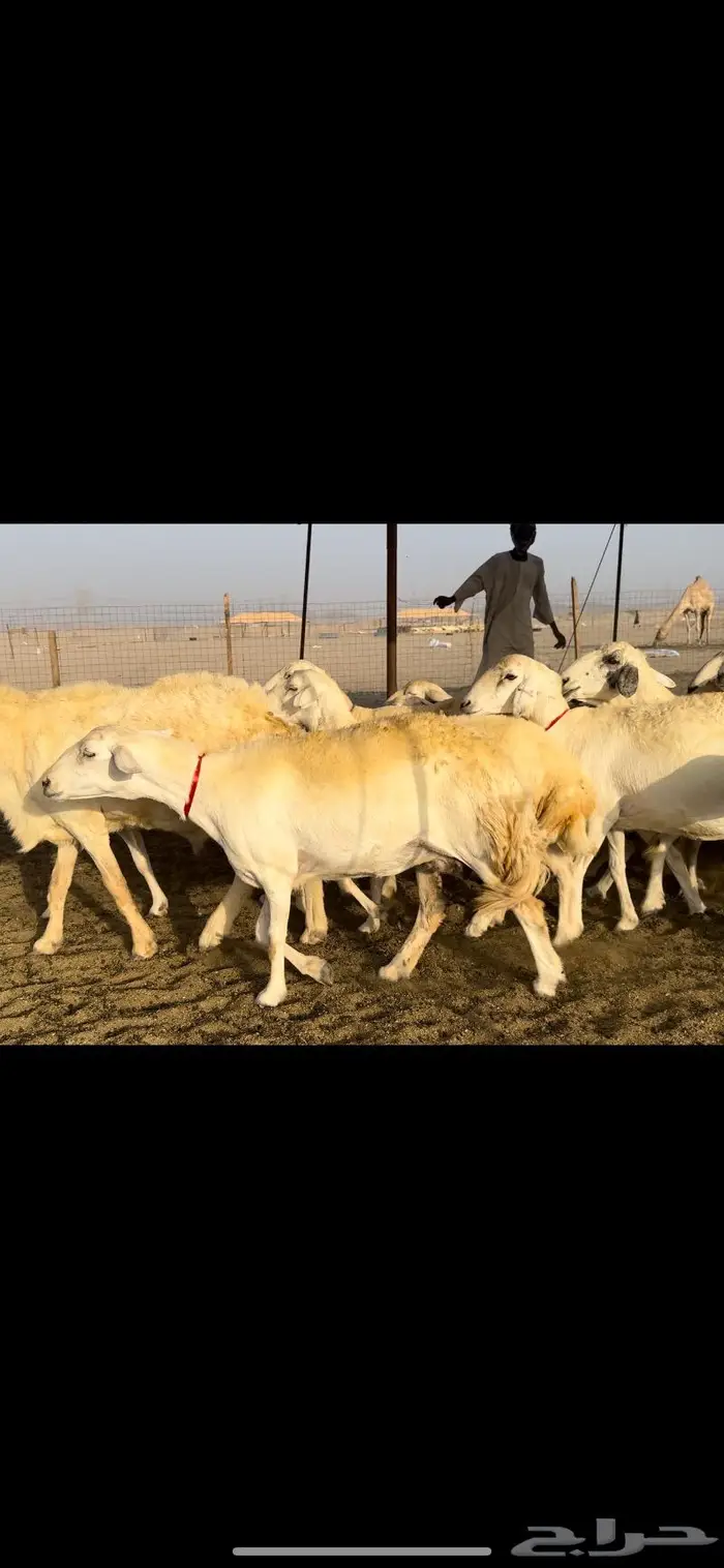 غنم حريات حرش عددها 59 بفحلها 6