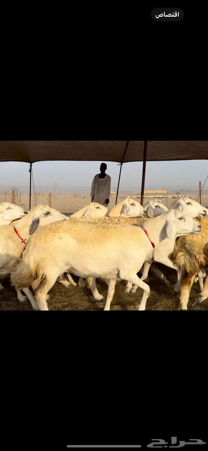 غنم حريات حرش عددها 59 بفحلها 5