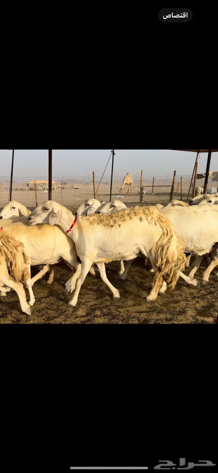غنم حريات حرش عددها 59 بفحلها 7
