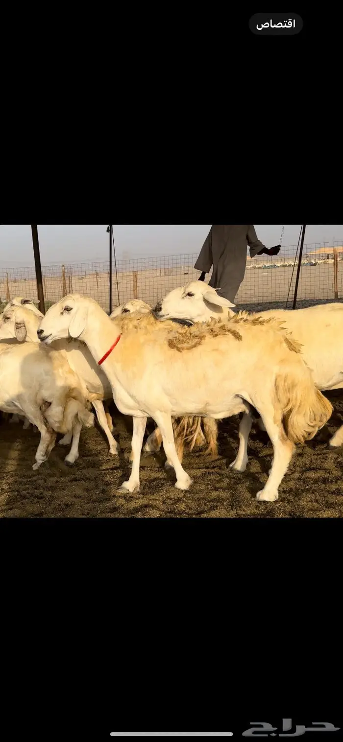 غنم حريات حرش عددها 59 بفحلها 8