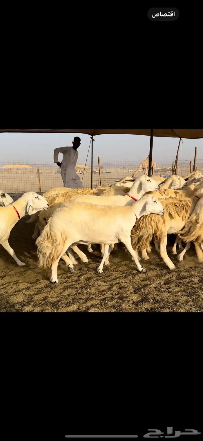 غنم حريات حرش عددها 59 بفحلها 9