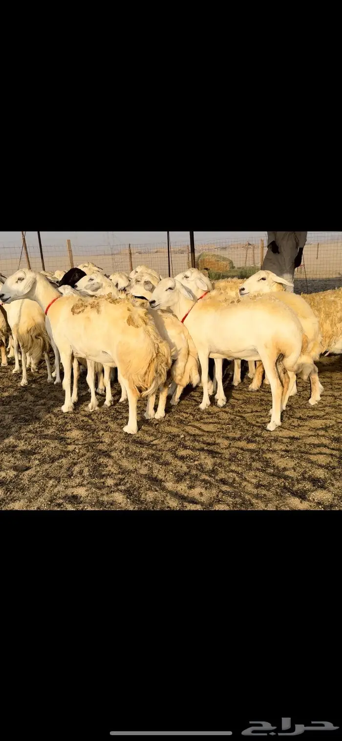 غنم حريات حرش عددها 59 بفحلها 10