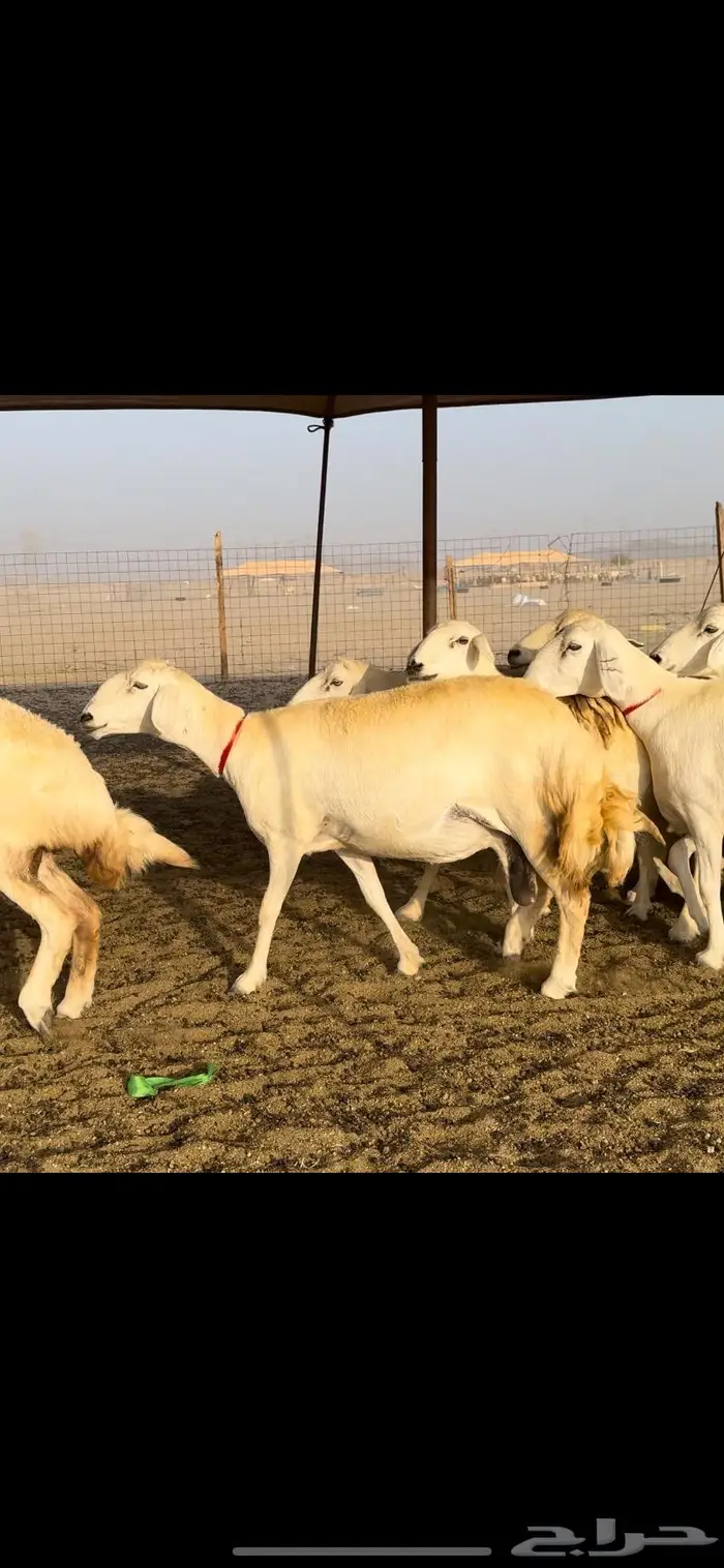 غنم حريات حرش عددها 59 بفحلها 11