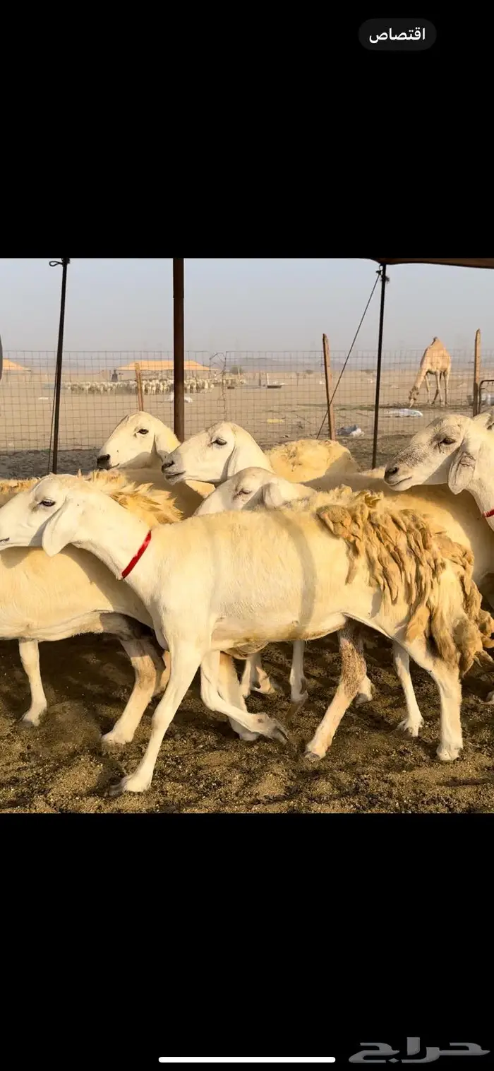 غنم حريات حرش عددها 59 بفحلها 13