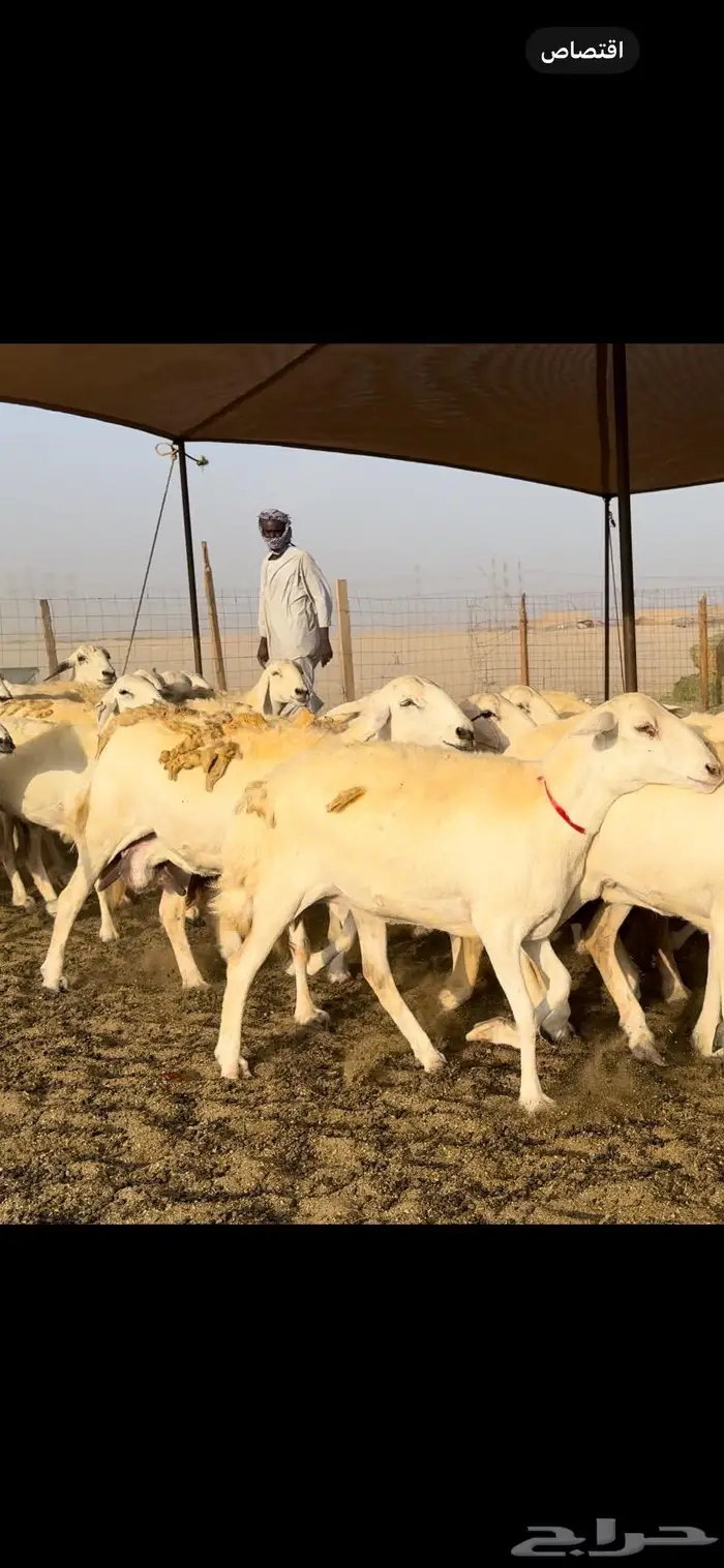 غنم حريات حرش عددها 59 بفحلها 12